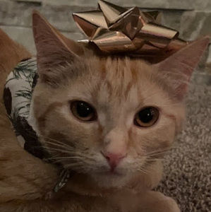 Meet your Posher, Nick